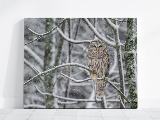Canvas print view of barred owl perched on a branch in a snowy forest