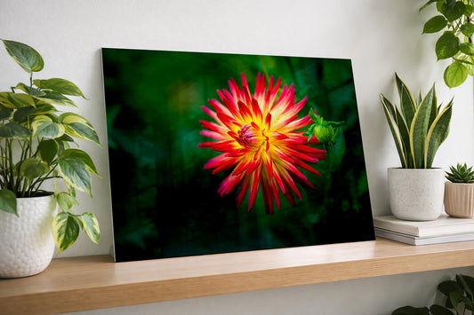 Red and gold laced dahlia printed on metal on a wooden shelf with plants