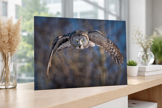 Metal print of a great gray owl in flight on a wooden surface with a blurred indoor background