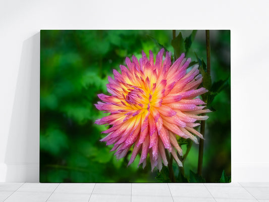 Close-up canvas of a peachy pink dahlia with dewdrops with a blurred green background