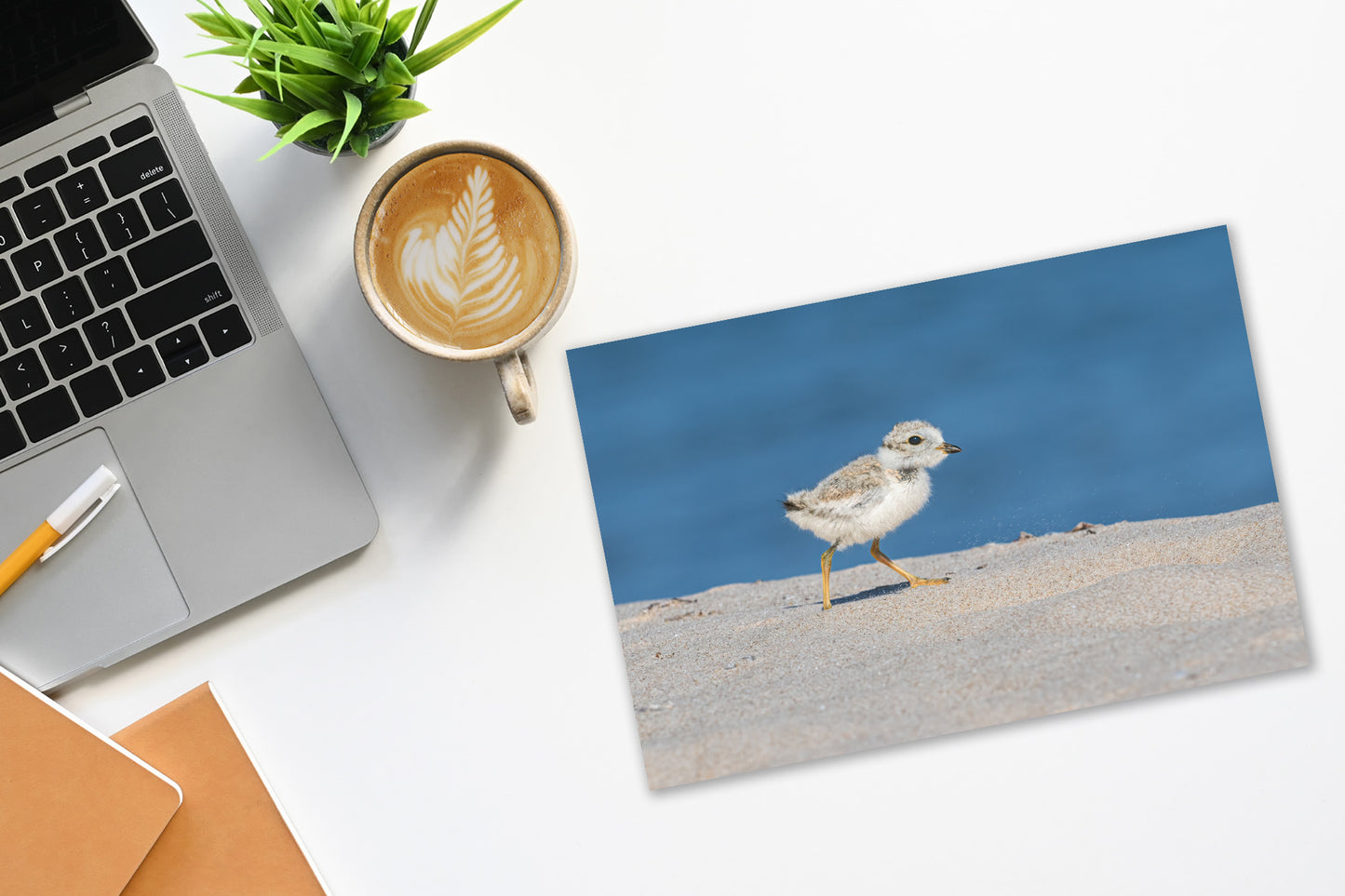 Endangered Great Lakes Piping Plover Chick Fine Art Print | Michigan Wildlife