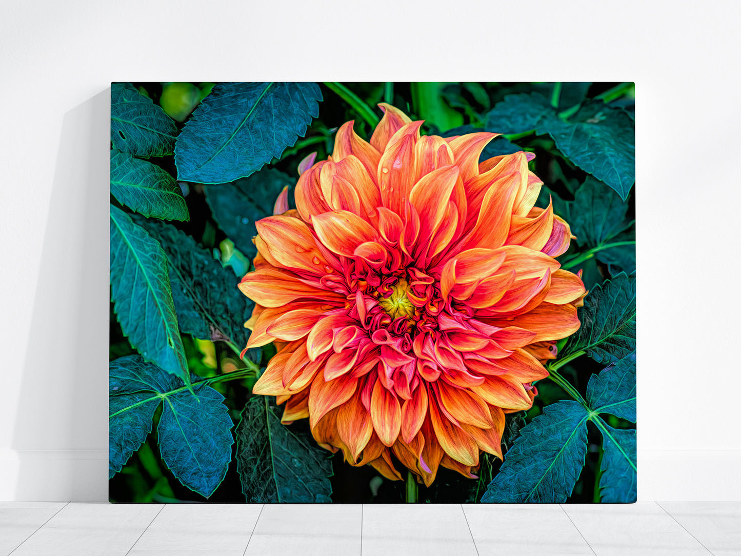 Canvas print of a vibrant orange dahlia flower with green leaves on a white wall.