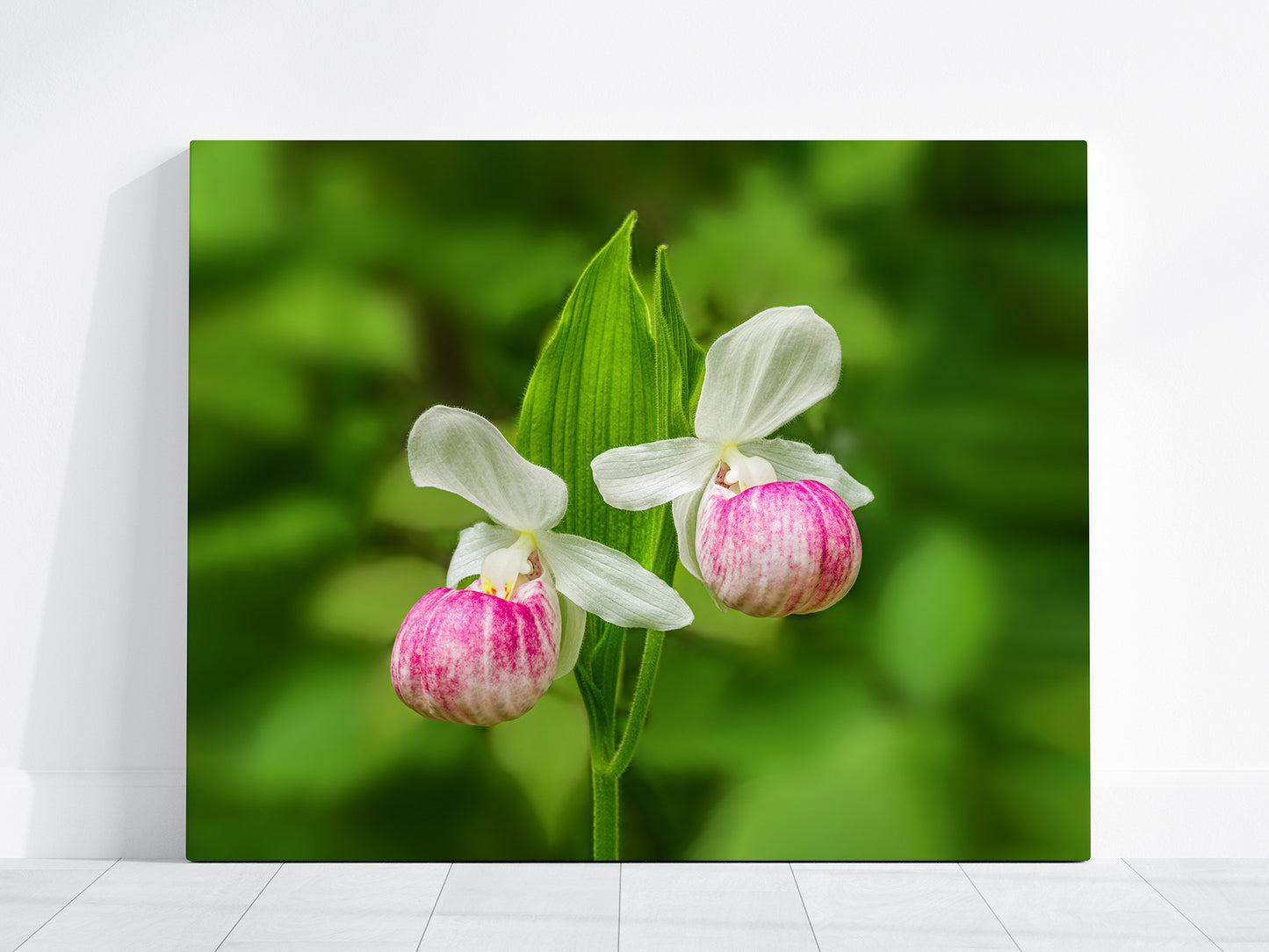 Two Michigan native lady slippers flowers photograph printed on canvas
