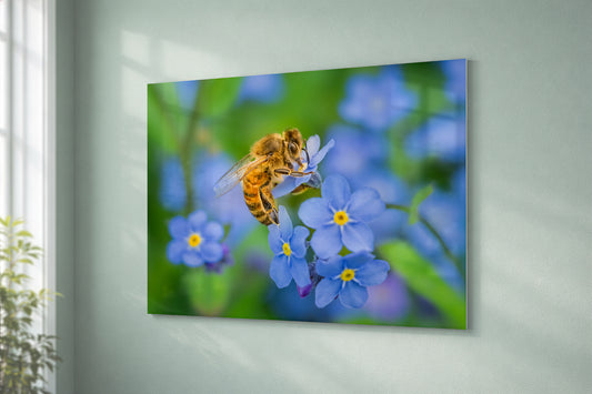 Honeybee & Forget-me-nots
