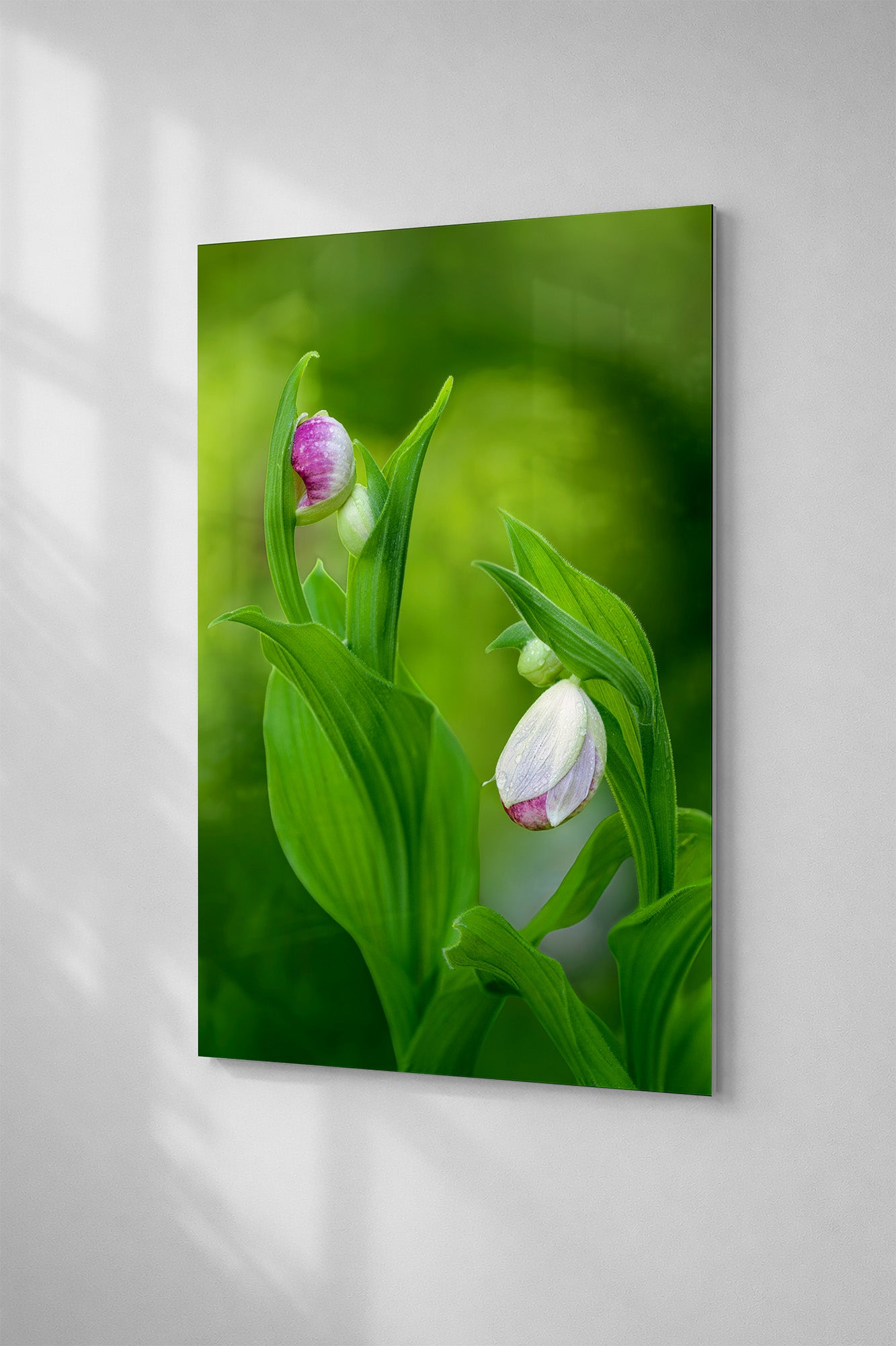 Lady Slipper Orchid Bud Fine Art Print | Michigan Botanical Wall Art