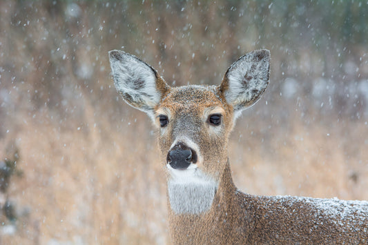 Deer in Winter