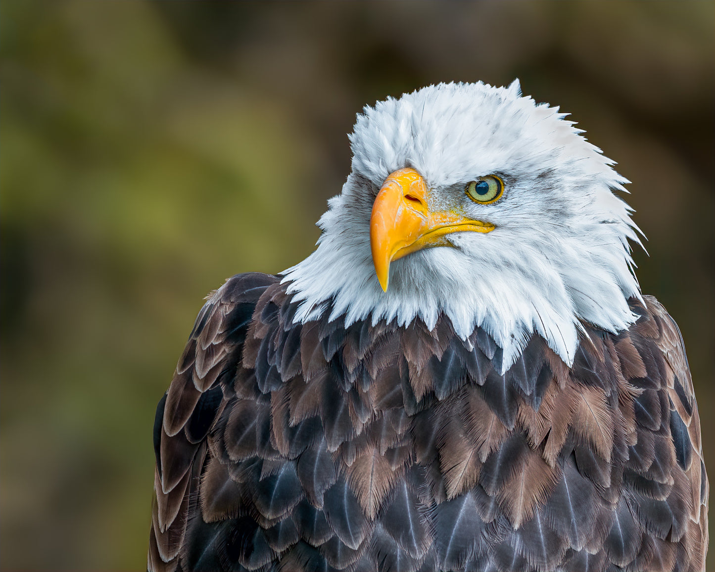 Bald Eagle