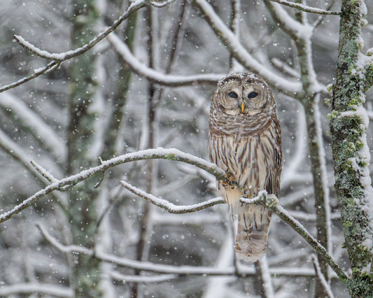 Barred owl perched on a snow-covered branch during a snowfall