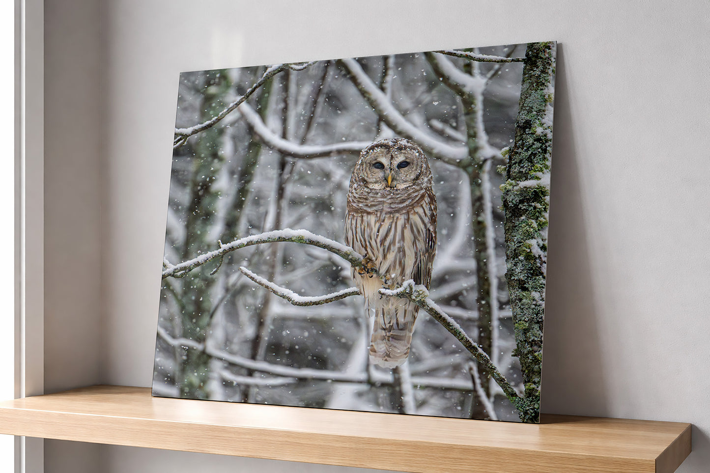 Metal print of a barred owl on a branch in a snowy forest displayed on a shelf.