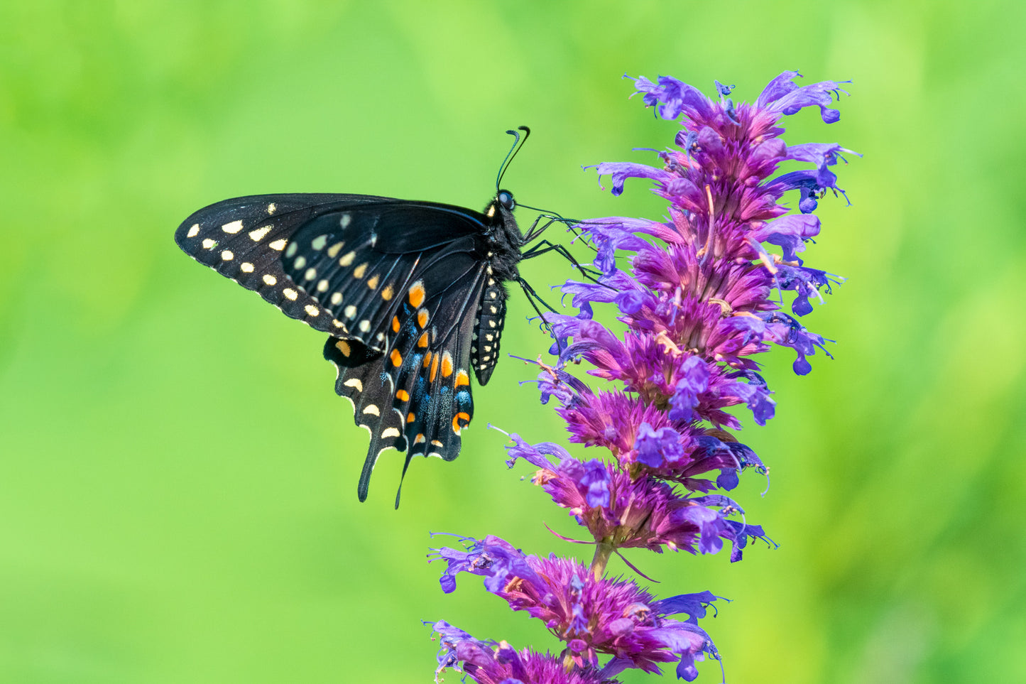 Black Swallowtail Butterfly