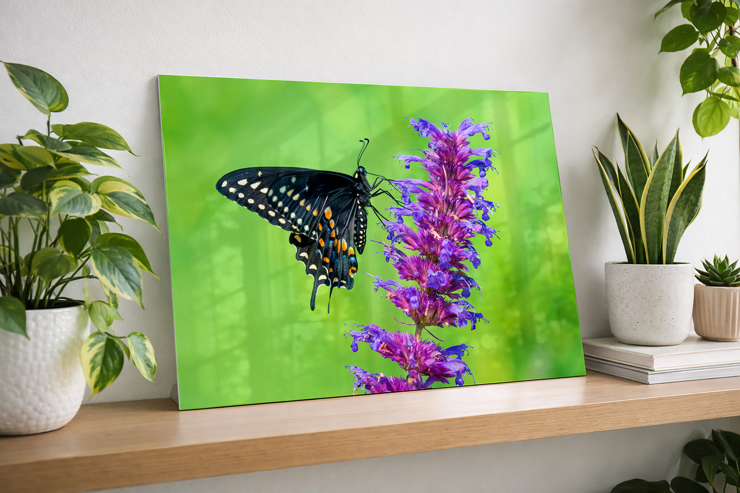 Colorful Black Swallowtail Butterfly in Garden Fine Art Print