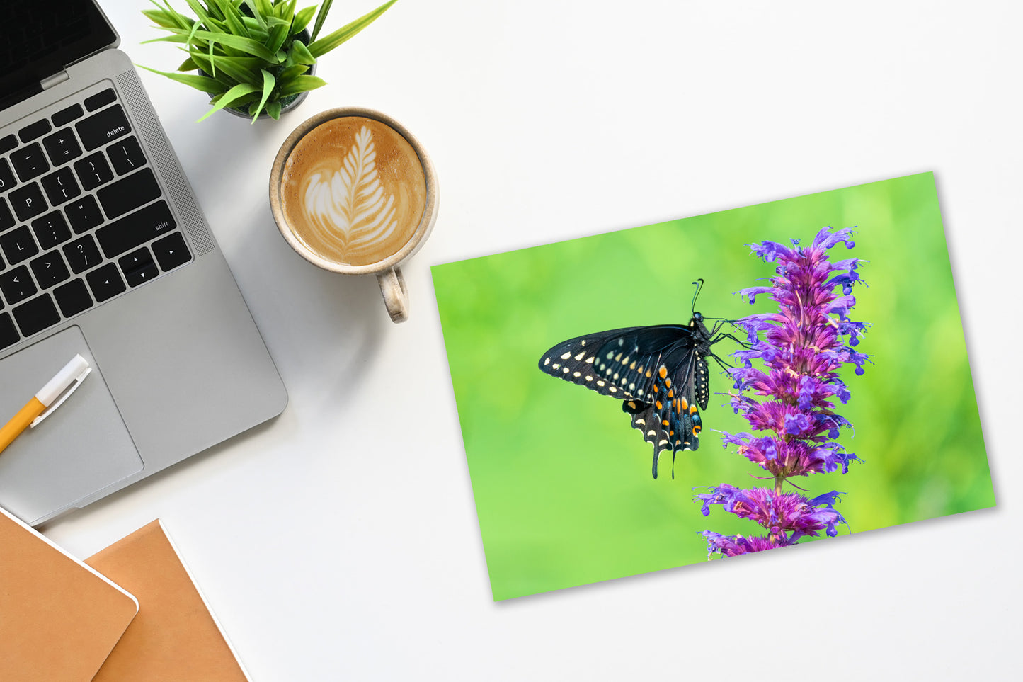 Colorful Black Swallowtail Butterfly in Garden Fine Art Print