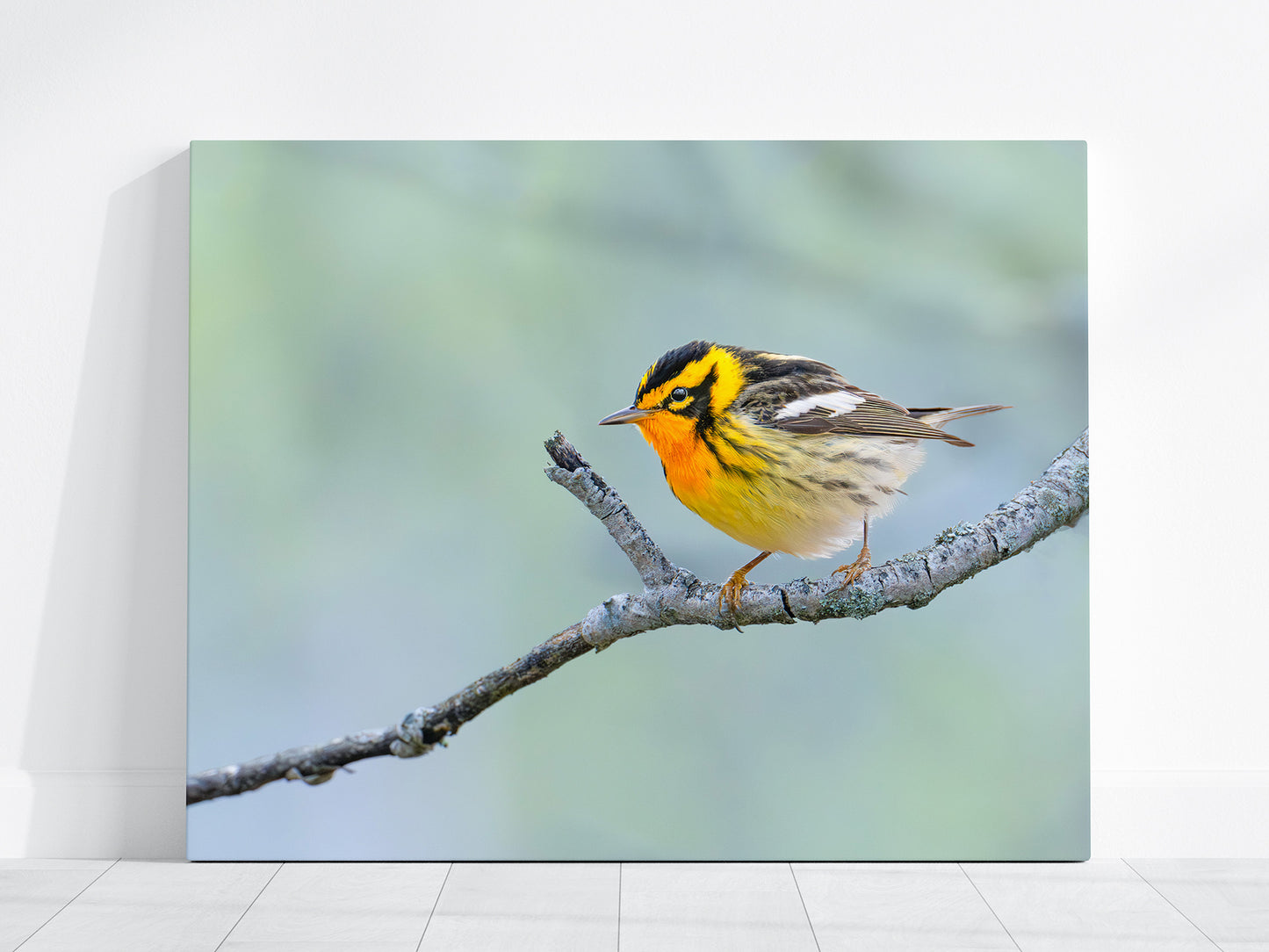 Canvas print of a blackburnian warbler songbird perched on a branch with a blurred green background