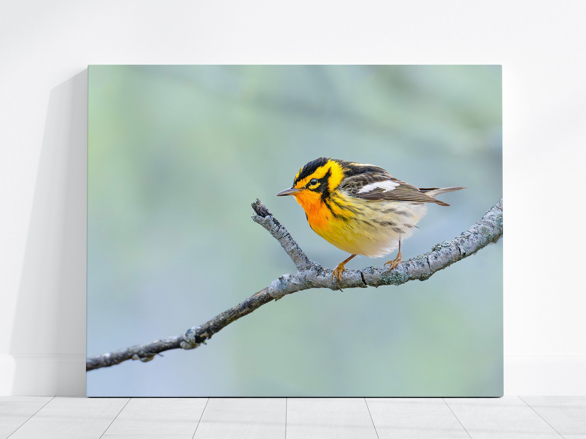 Canvas print of a blackburnian warbler songbird perched on a branch with a blurred green background