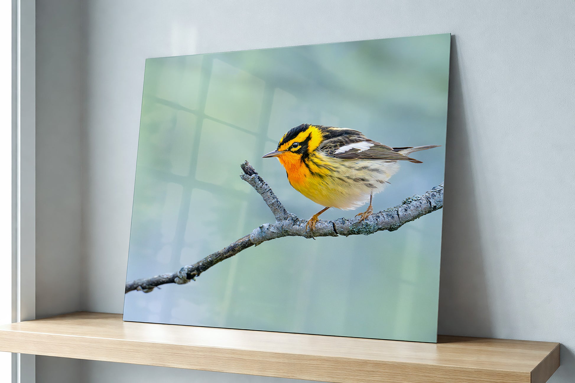 Metal print of a blackburnian warbler songbird on a branch displayed on a shelf.