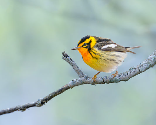 Blackburnian warbler songbird perched on a branch with a blurred natural background