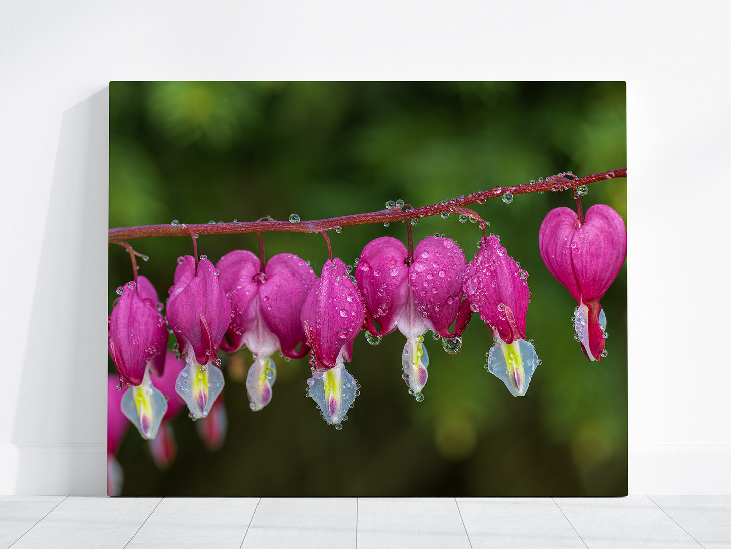 Bleeding Hearts Flower | Pink & Green | Floral Giclée Fine Art Print with Water Droplets, Canvas & Metal
