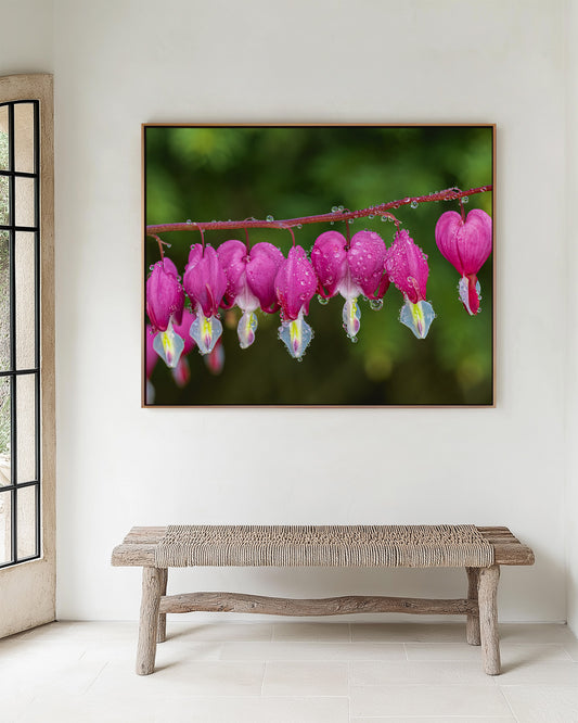 Bleeding Hearts Flower | Pink & Green | Floral Giclée Fine Art Print with Water Droplets, Canvas & Metal
