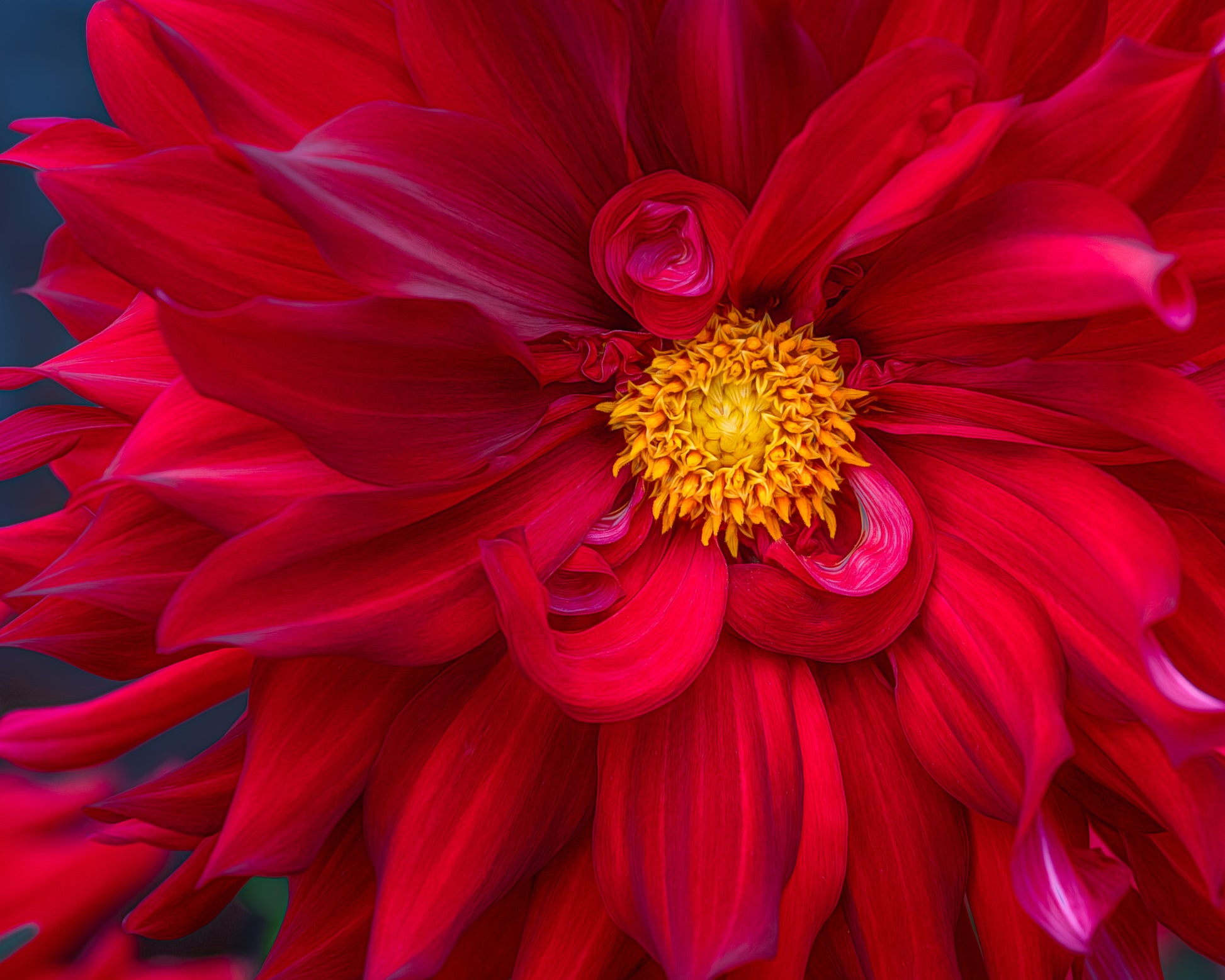 Close-up of a vibrant red dahlia flower with a yellow center
