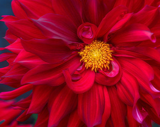 Close-up of a vibrant red dahlia flower with a yellow center
