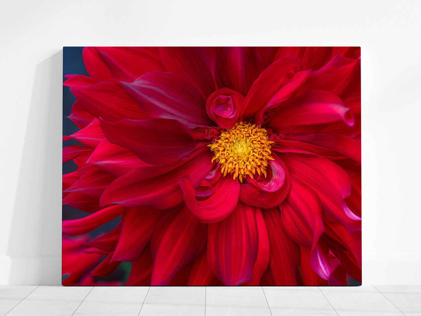 Close-up canvas print of a vibrant red dahlia flower with a yellow center on a white background
