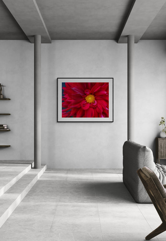 Framed red dahlia flower artwork on a gray wall in a modern room with a sofa and shelves.