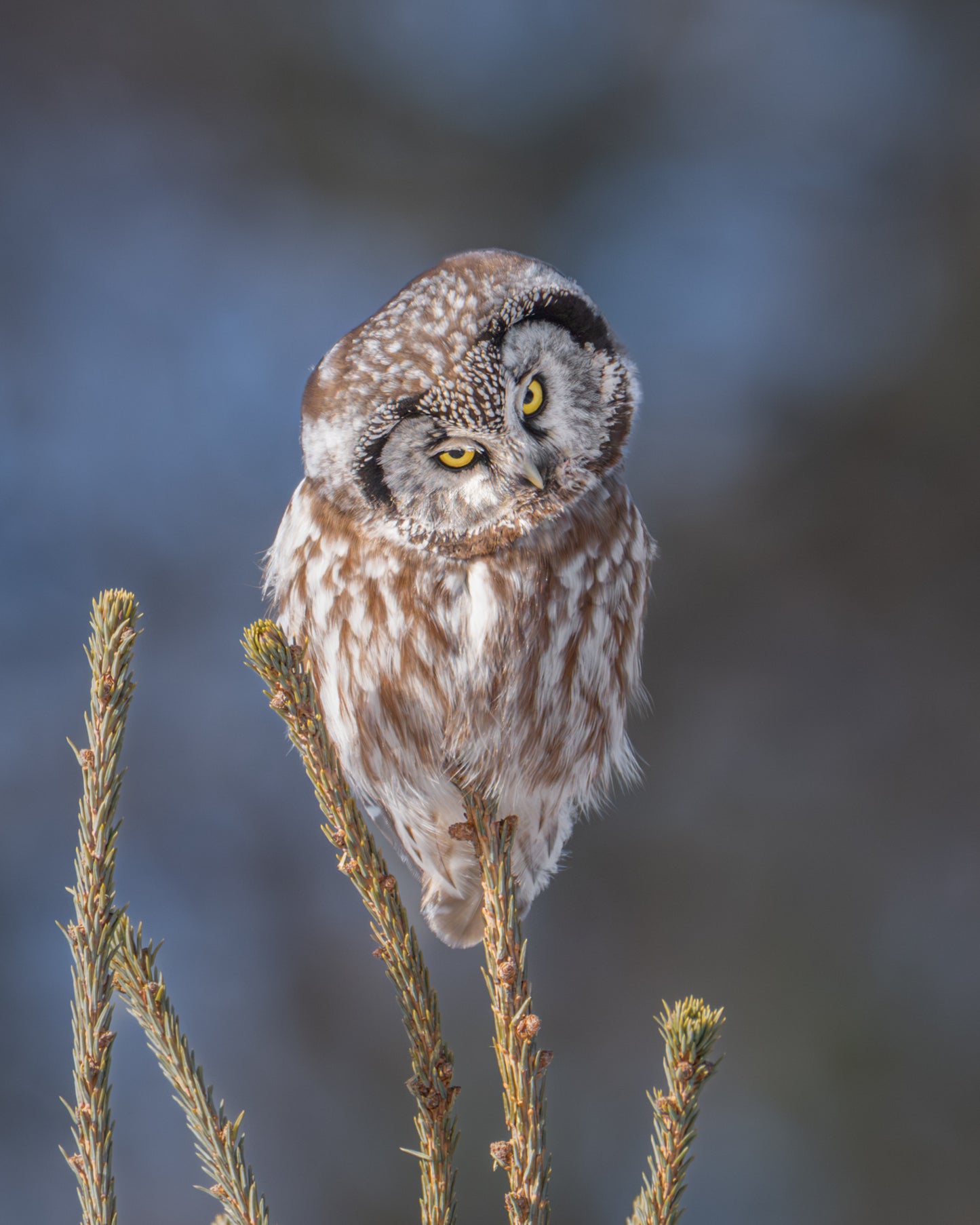 Brown owl perched on a branch with a blurred, soft blue natural background