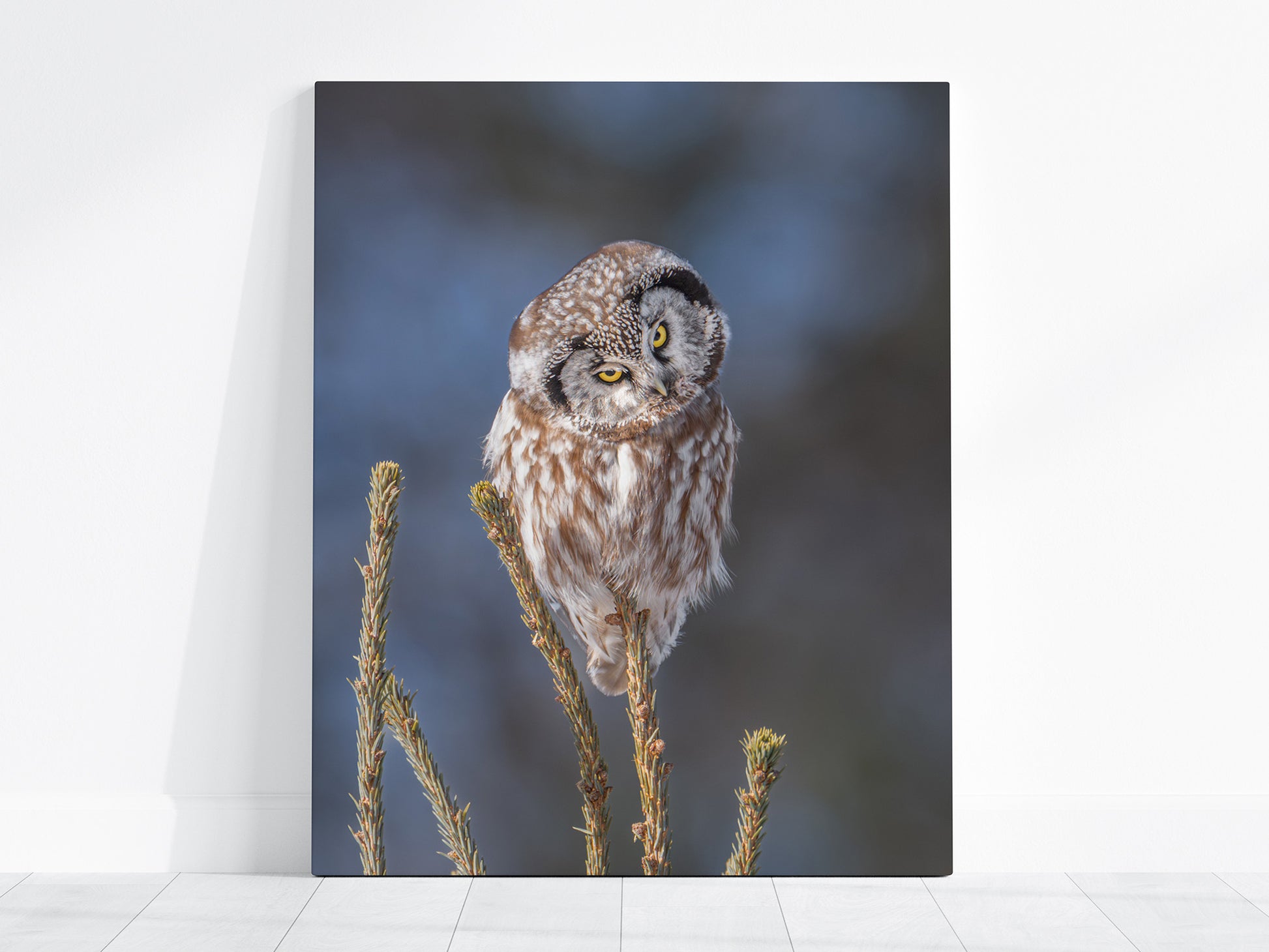 Canvas print of a boreal owl perched on a branch with a blurred background
