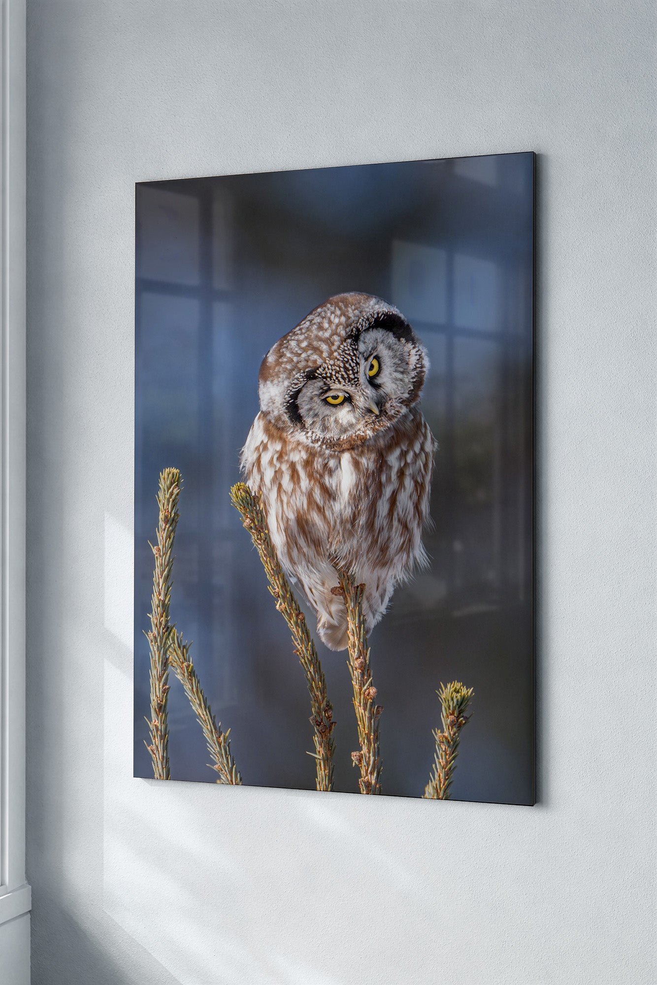 Metal print of an boreal owl on a branch against a blurred, blue natural background