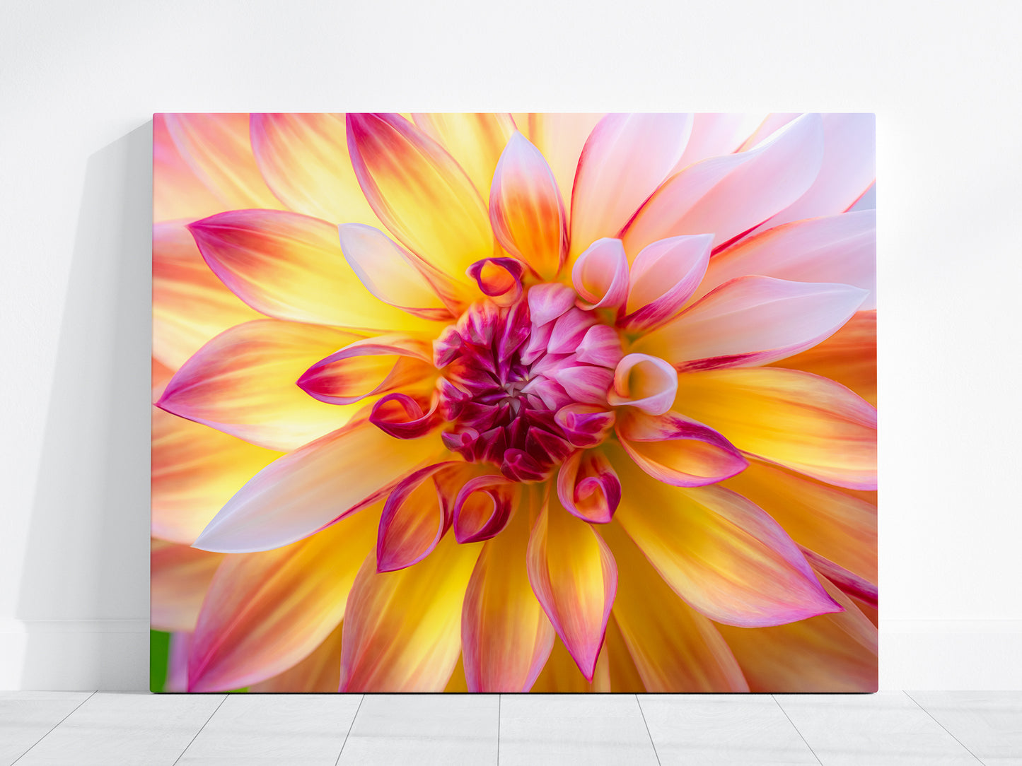 Vibrant Pink and Yellow Dahlia Macro | Fine Art Floral Print