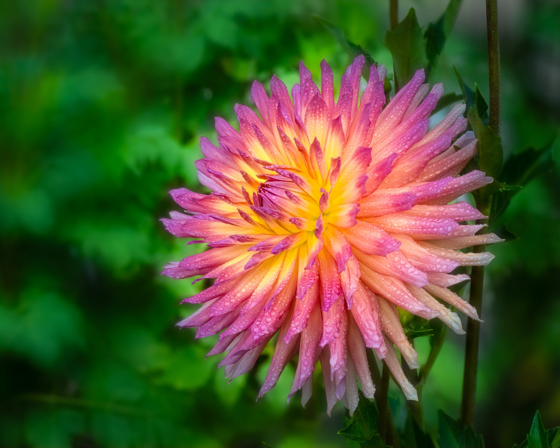 Close-up of a peachy pink dahlia with dewdrops with a blurred green background