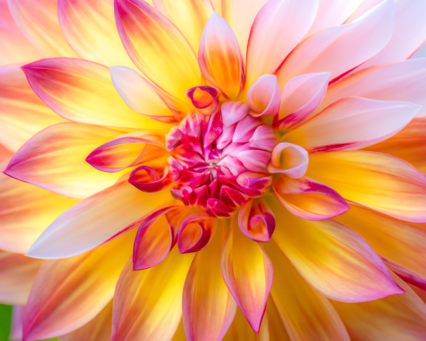 Colorful Dahlia - Pink, Yellow and White