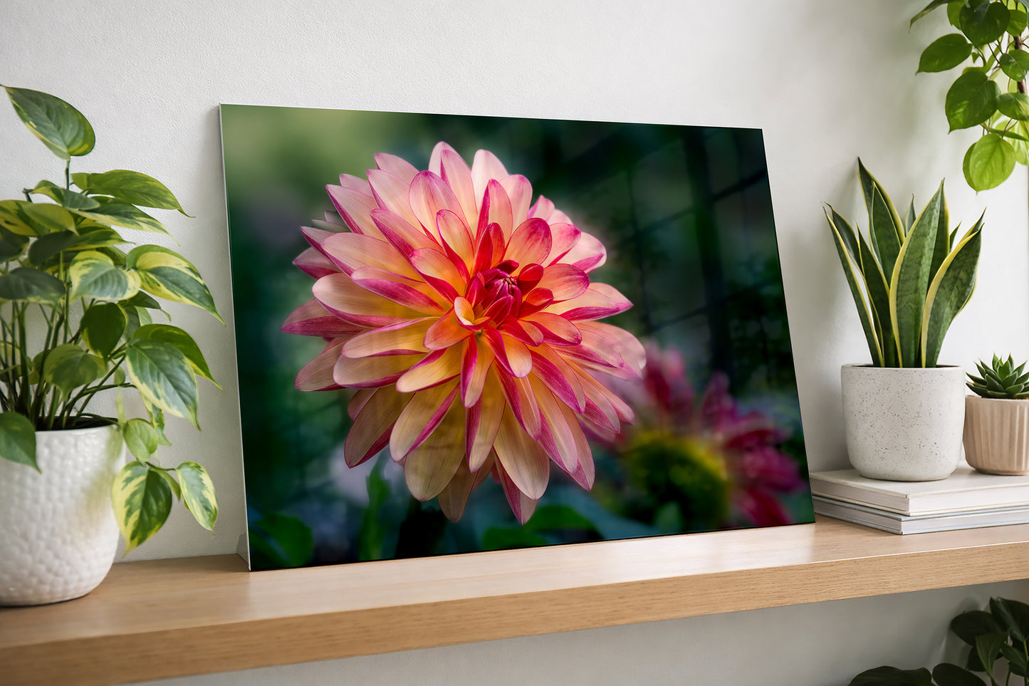 Red and White Dahlia | Elegant Floral Giclée Fine Art Print, Canvas & Metal
