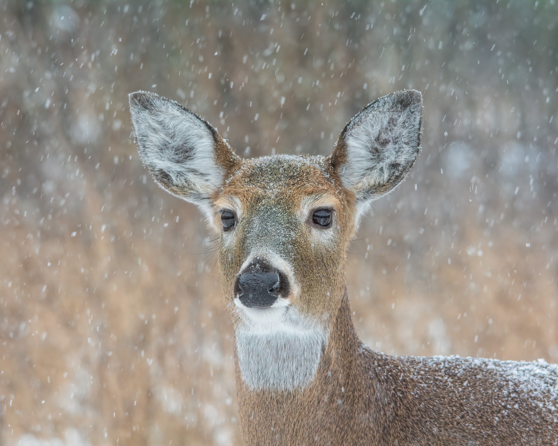 White-tailed Deer in Winter Snow Portrait