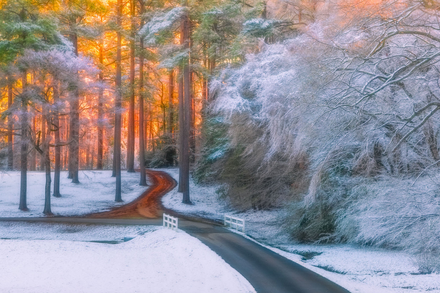 Winding road through a snowy forest with trees illuminated with a sunrise in south arkansas.