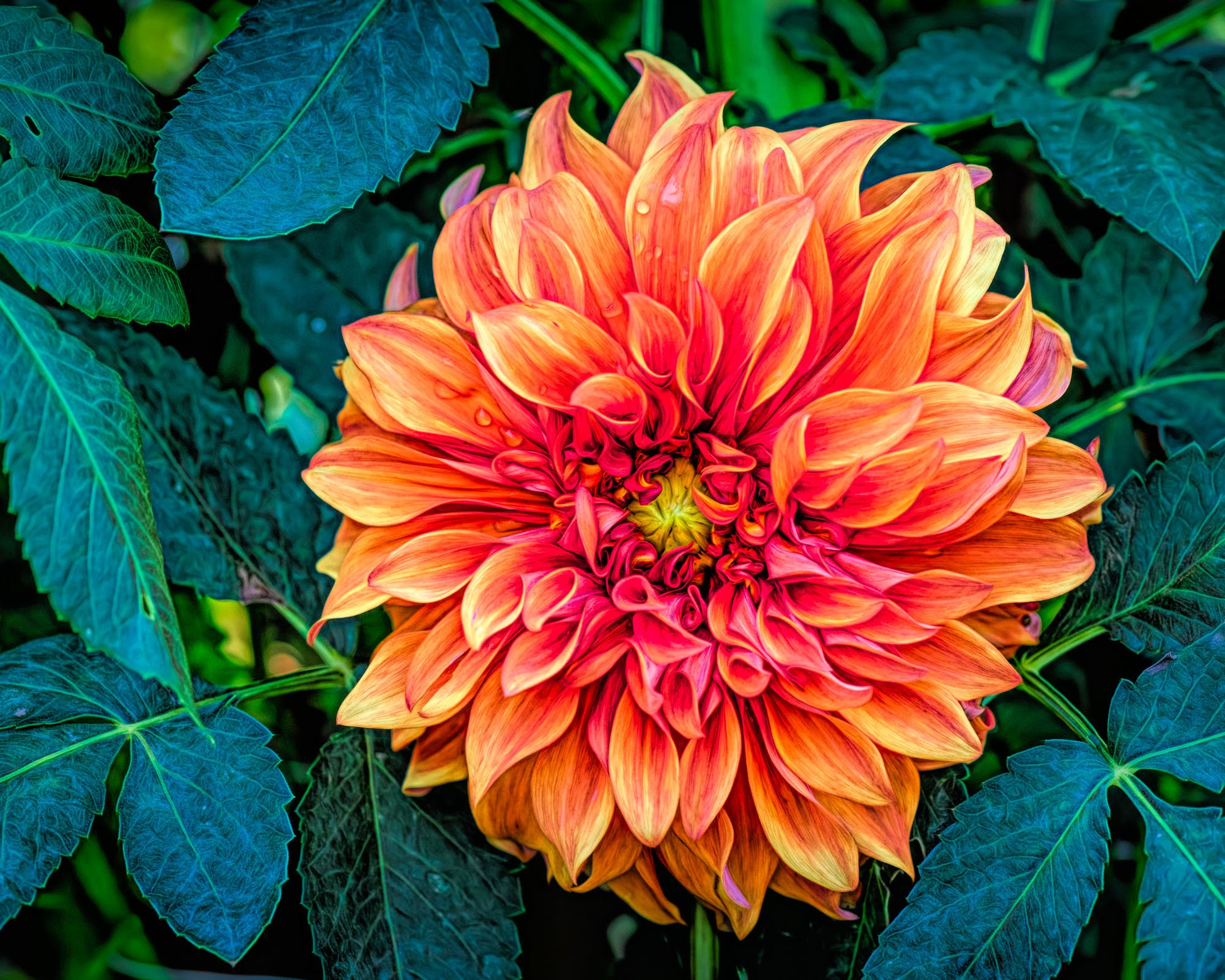 Vibrant orange dahlia flower with green leaves