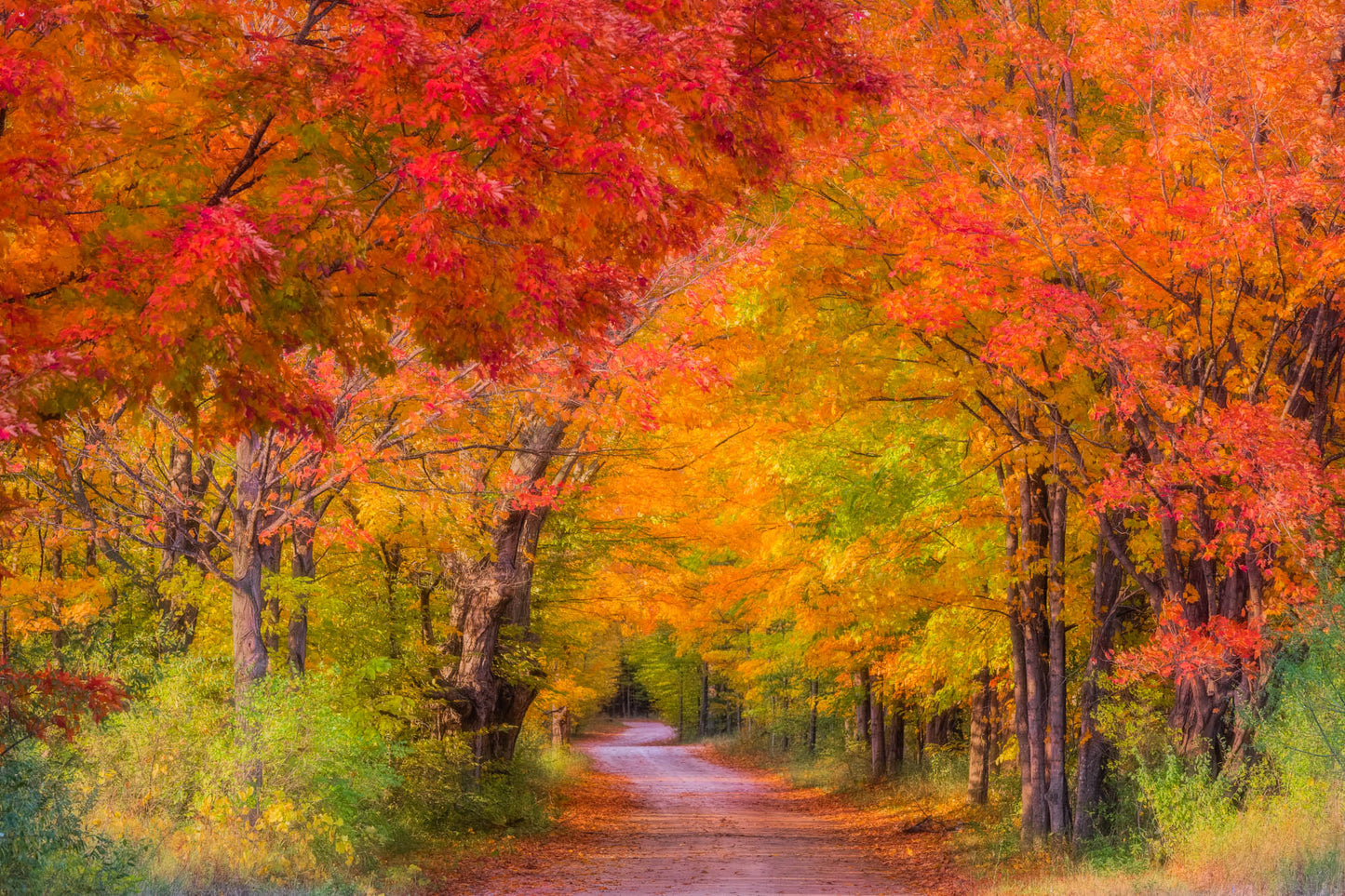 Fall Color in Michigan