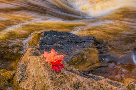 A single red maple leaf rests on a wet rock in a flowing river, with golden-brown water and blurred white rapids in the background.