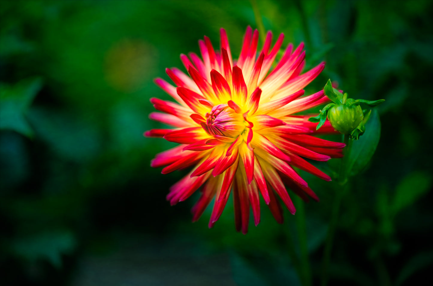 Close-up of a vibrant red and yellow dahlia flower with a blurred green background