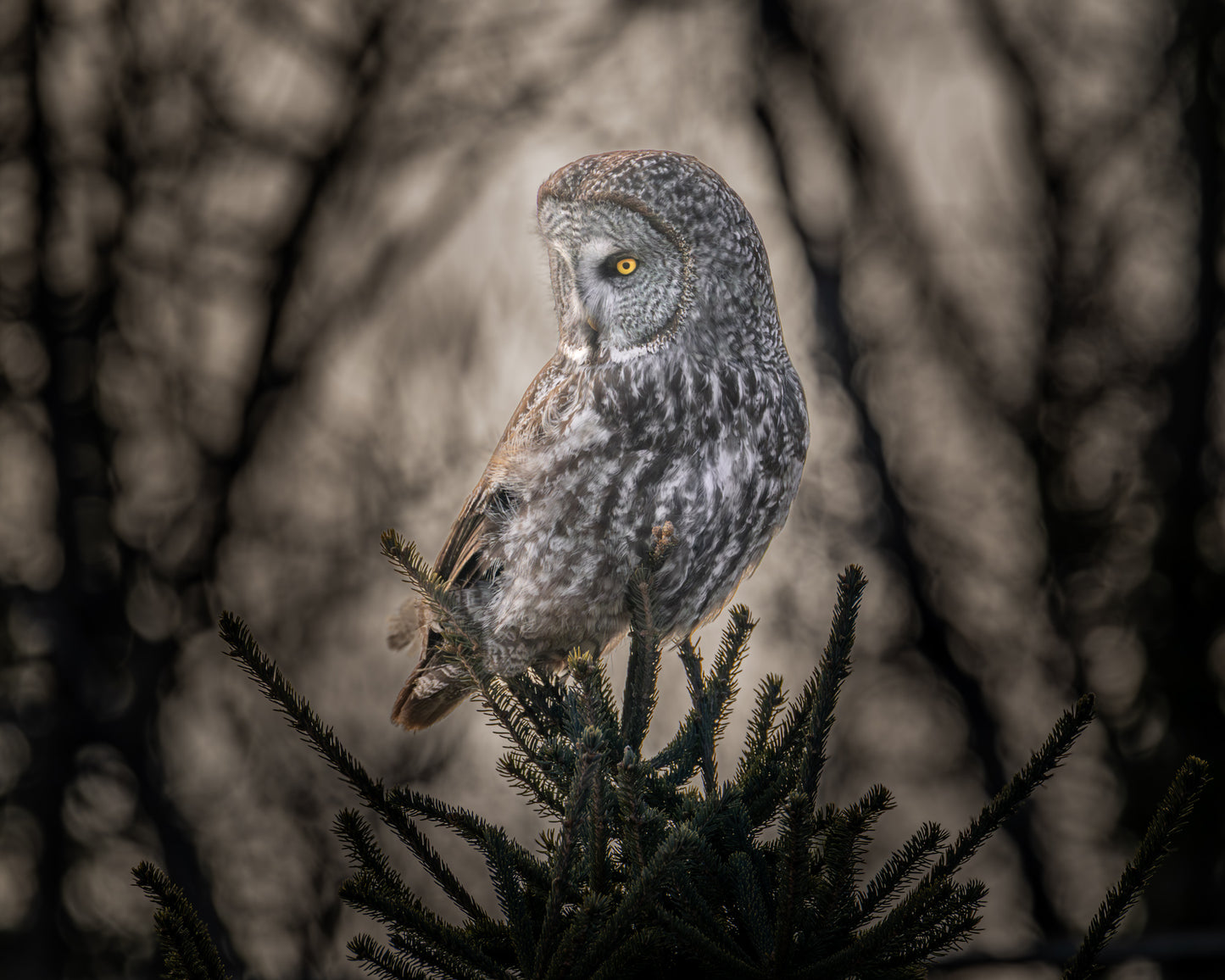 Great Gray owl perched on an evergreen branch in a forest with a blurred natural background