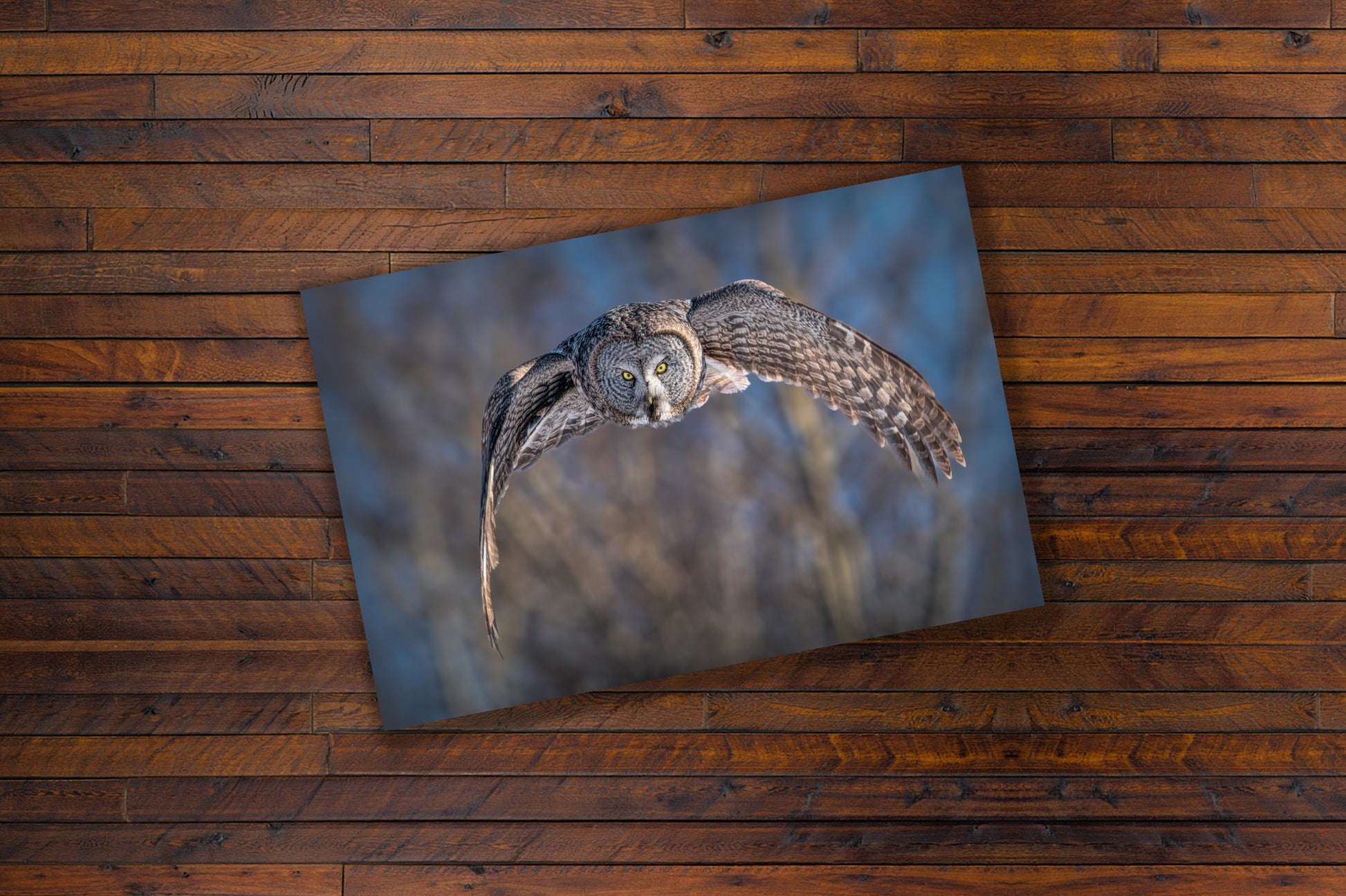 Great Gray Owl in flight print on a wooden surface