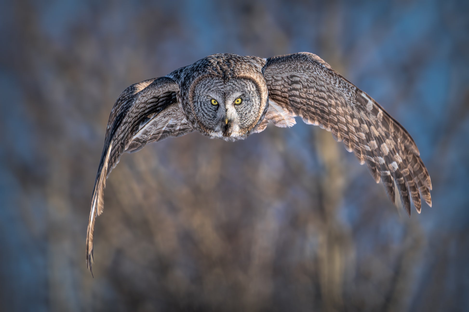 Great Gray Owl in flight fine art print for sale, featuring intense golden eyes and neutral gray feathers
