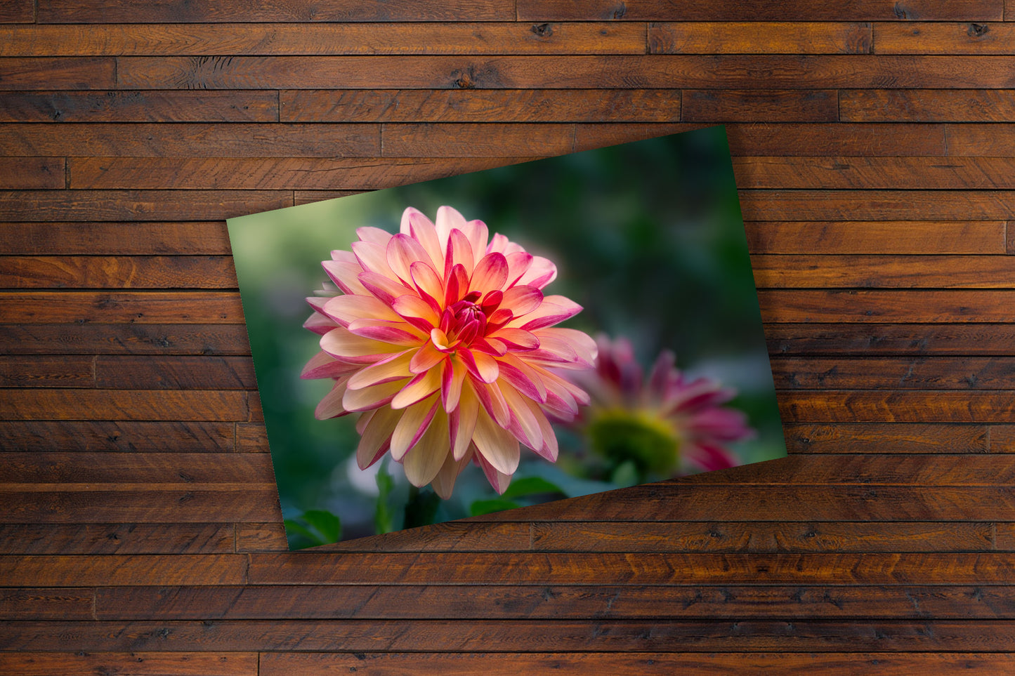 Red and White Dahlia | Elegant Floral Giclée Fine Art Print, Canvas & Metal