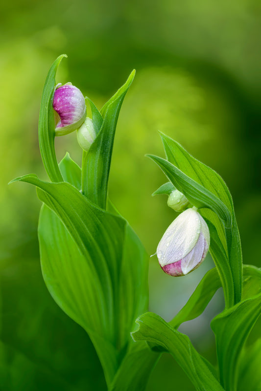 Lady Slipper Orchid Bud Fine Art Print | Michigan Botanical Wall Art