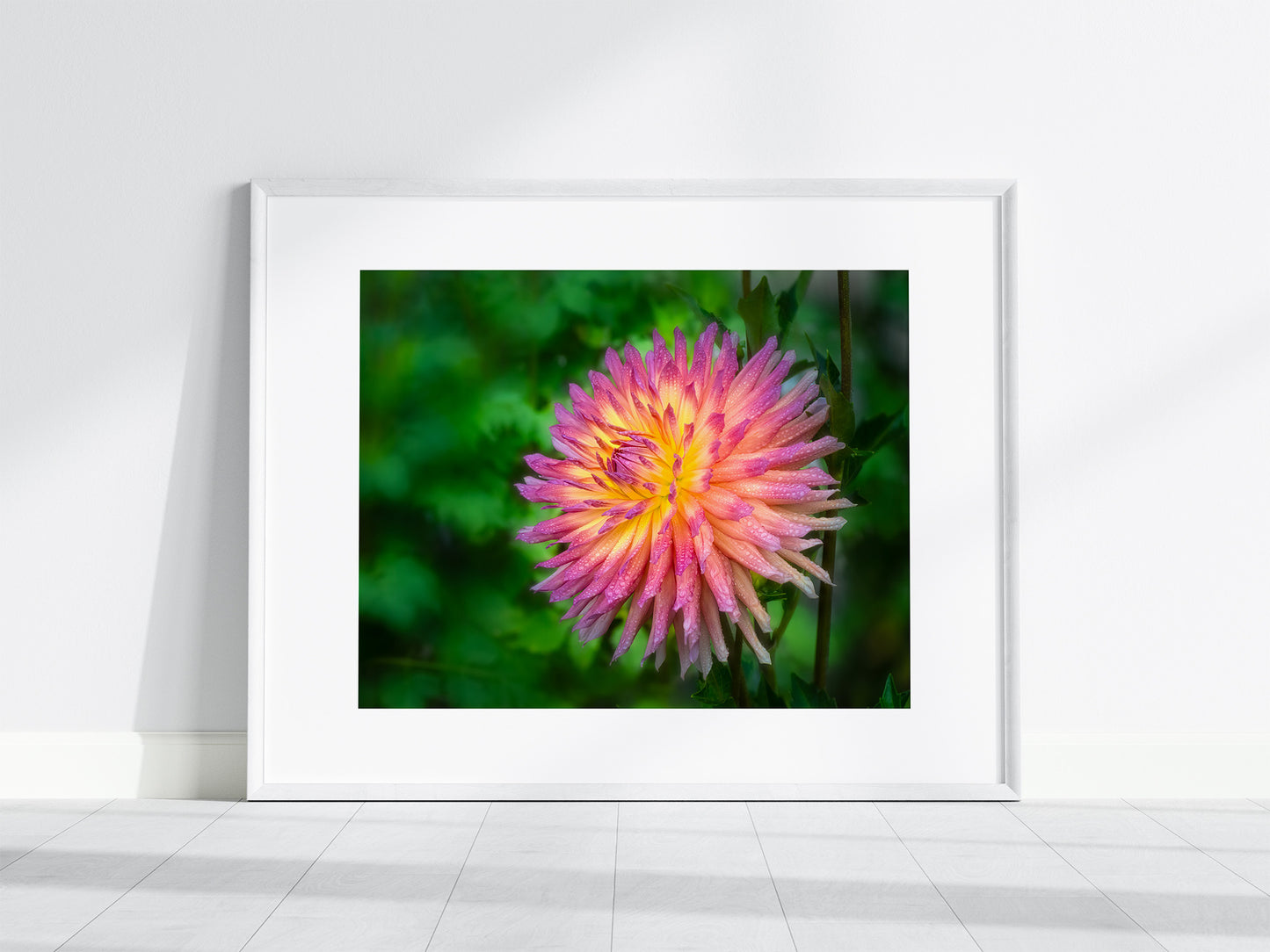 Framed photograph of a peachy pink dahlia with dewdrops with a blurred green background