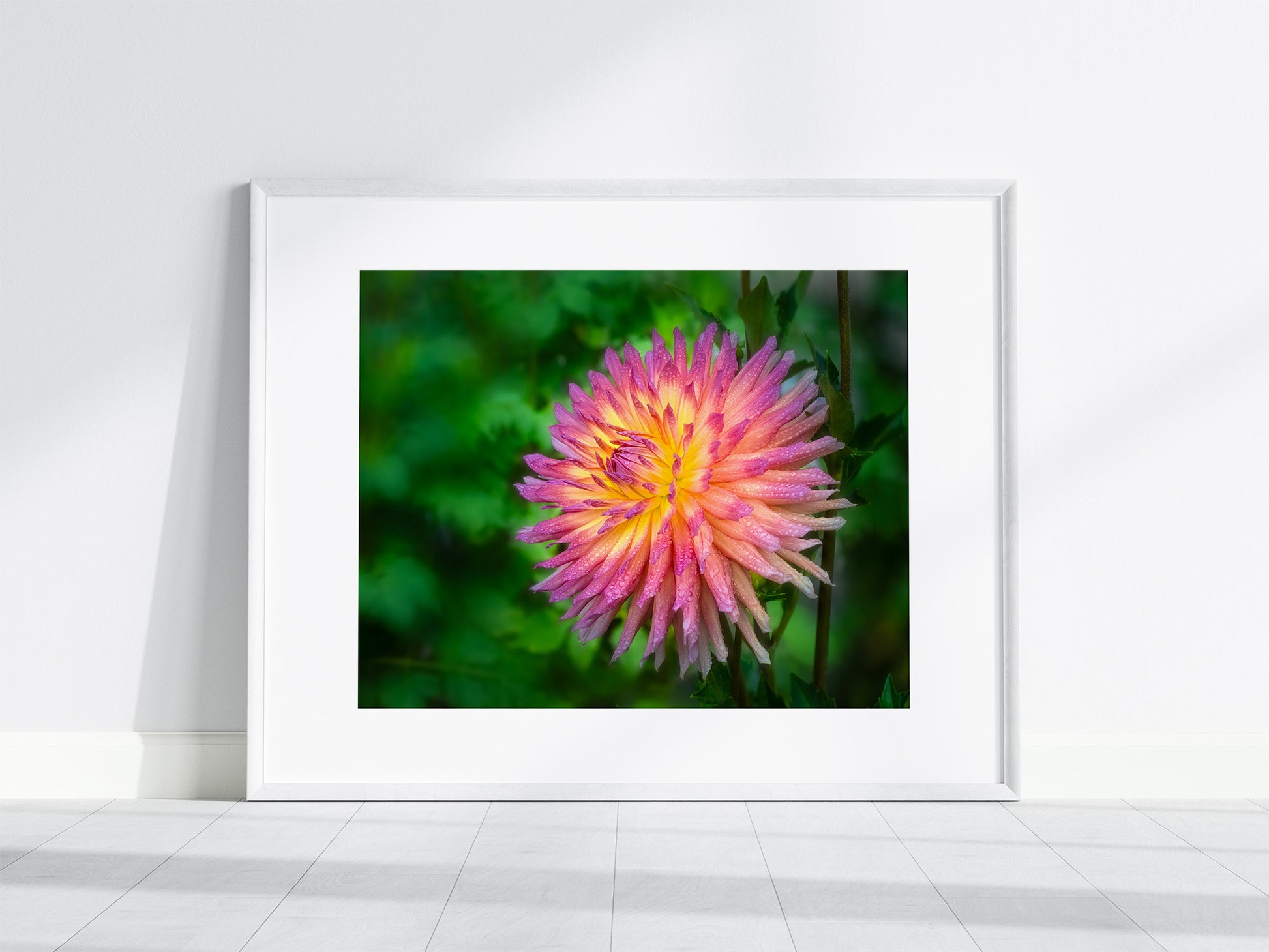 Framed photograph of a peachy pink dahlia with dewdrops with a blurred green background
