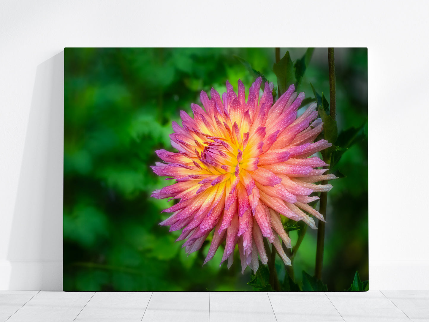 Close-up canvas of a peachy pink dahlia with dewdrops with a blurred green background