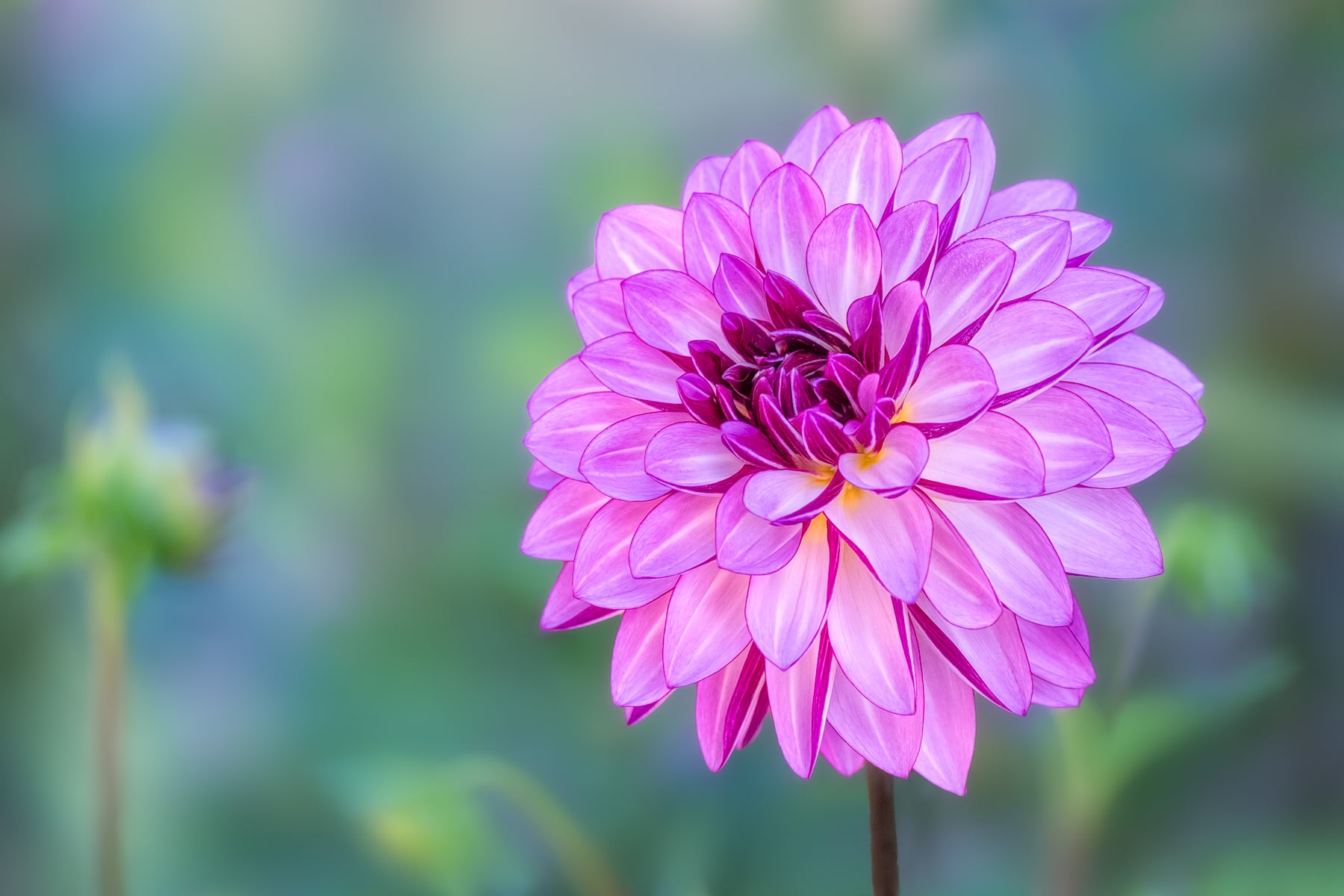 Purple Dahlia Fine Art Print; Pink Dahlia