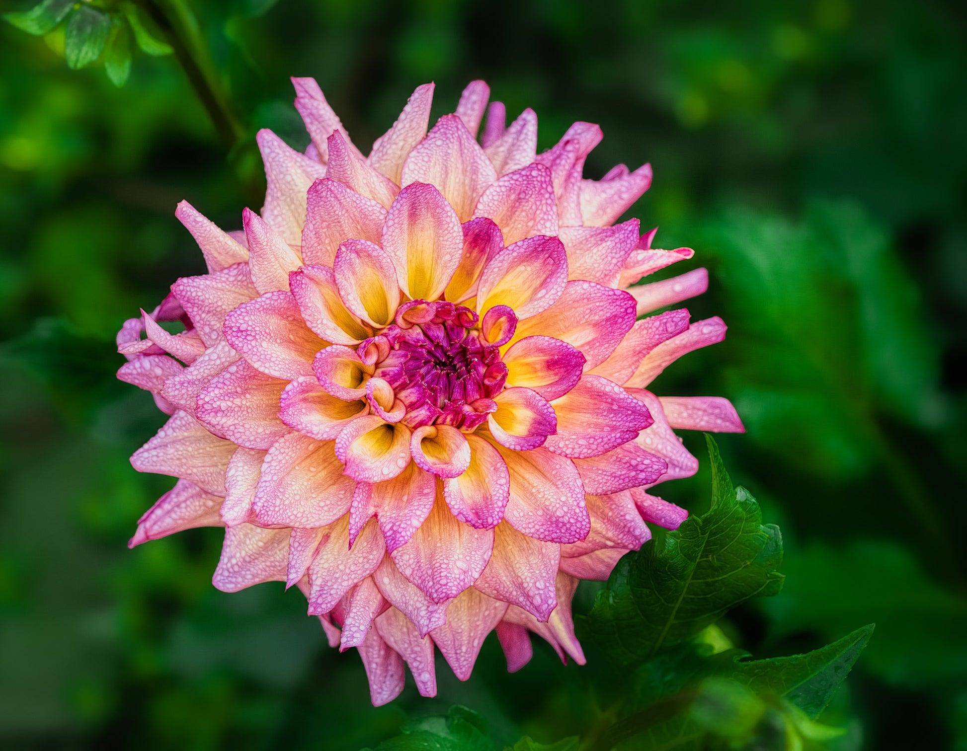 Close-up of a pink dahlia flower with water droplets on a blurred green background