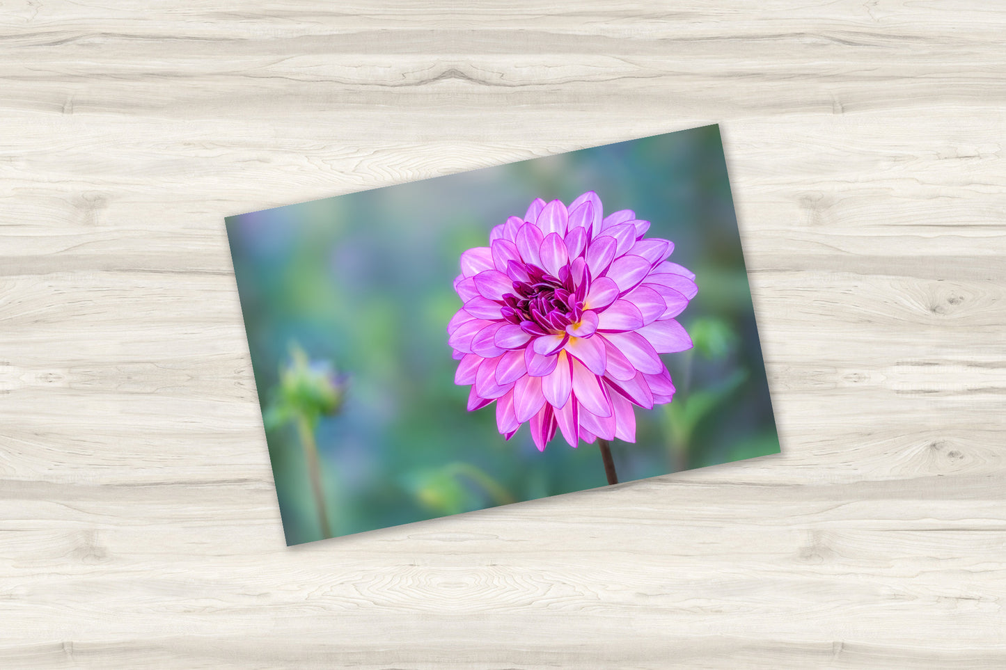 Purple Dahlia Flower | Botanical Giclée Fine Art Print, Canvas & Metal Decor